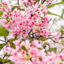 <i>Prunus lannesiana</i> ‘Kawazu-zakura’ (Prunus lannesiana)